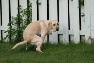 labrador-dog-pooping-while-looking-600nw-2496127209